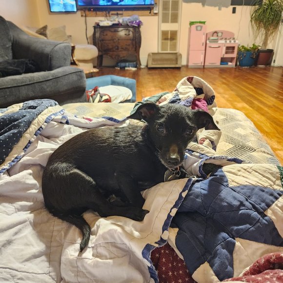 BELLA LIVE SHO LISTING - Picture 6 of 6